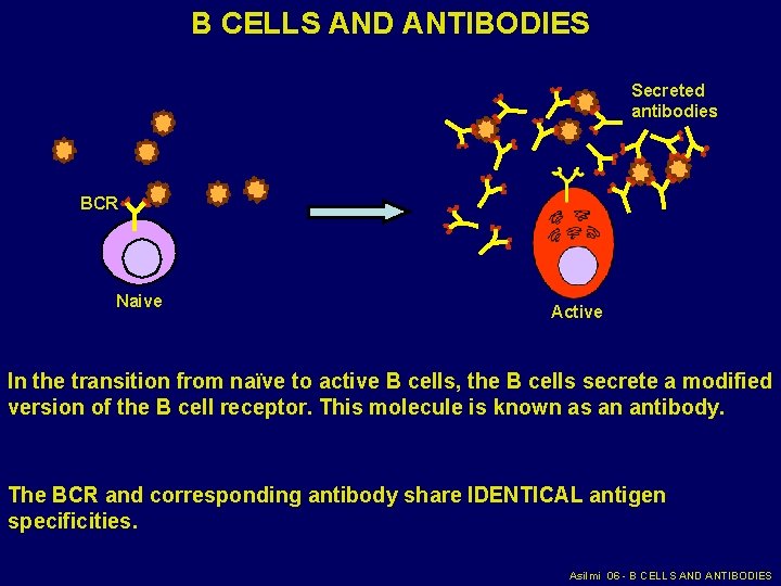 B CELLS AND ANTIBODIES Secreted antibodies BCR Naive Active In the transition from naïve