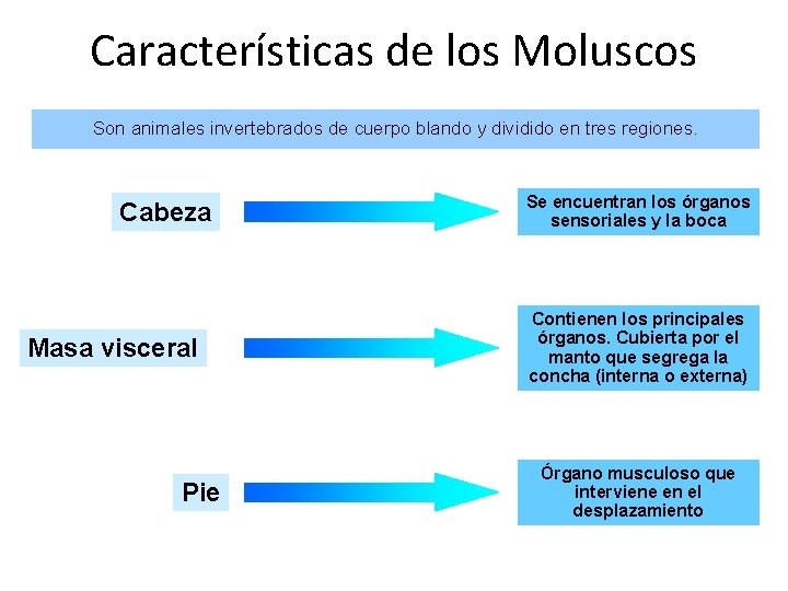 Características de los Moluscos Son animales invertebrados de cuerpo blando y dividido en tres