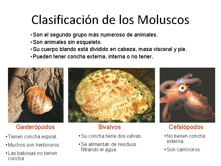 Clasificación de los Moluscos • Son el segundo grupo más numeroso de animales. •