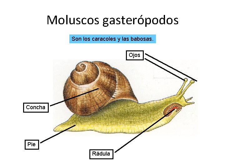 Moluscos gasterópodos Son los caracoles y las babosas. Ojos Concha Pie Rádula 