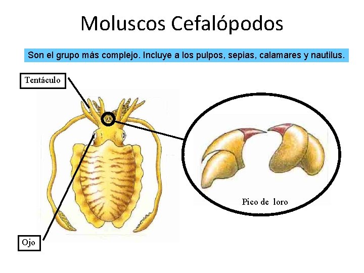 Moluscos Cefalópodos Son el grupo más complejo. Incluye a los pulpos, sepias, calamares y