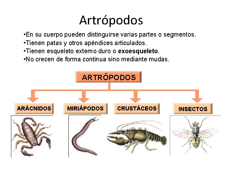 Artrópodos • En su cuerpo pueden distinguirse varias partes o segmentos. • Tienen patas