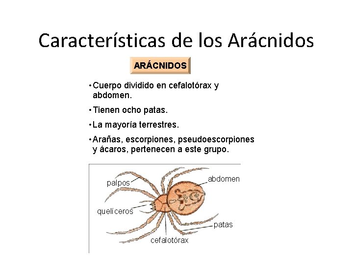 Características de los Arácnidos ARÁCNIDOS • Cuerpo dividido en cefalotórax y abdomen. • Tienen