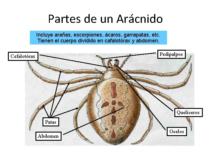 Partes de un Arácnido Incluye arañas, escorpiones, ácaros, garrapatas, etc. Tienen el cuerpo dividido