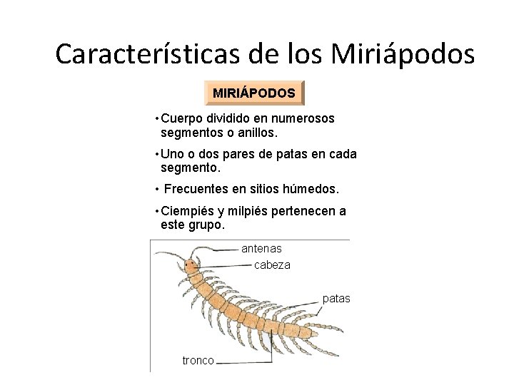 Características de los Miriápodos MIRIÁPODOS • Cuerpo dividido en numerosos segmentos o anillos. •