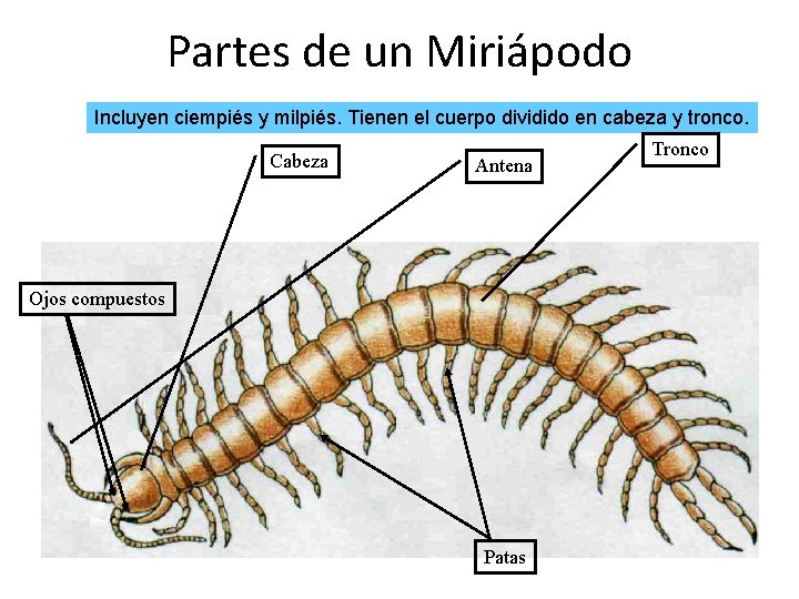 Partes de un Miriápodo Incluyen ciempiés y milpiés. Tienen el cuerpo dividido en cabeza
