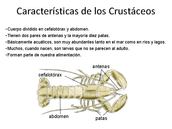 Características de los Crustáceos • Cuerpo dividido en cefalotórax y abdomen. • Tienen dos