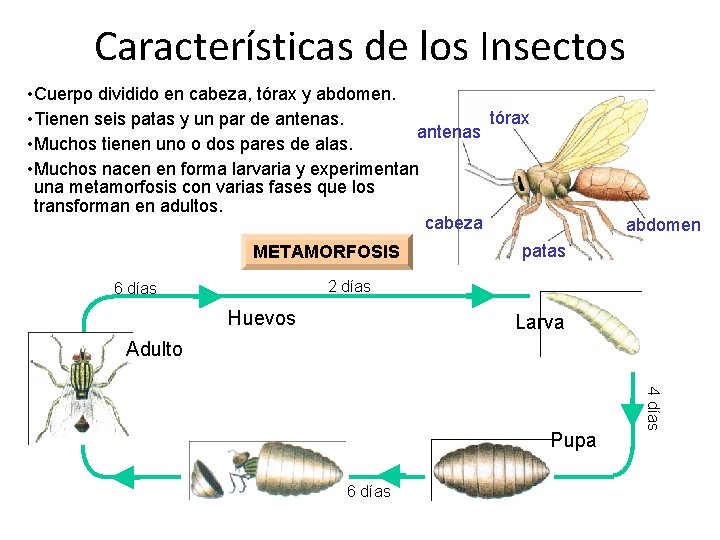 Características de los Insectos • Cuerpo dividido en cabeza, tórax y abdomen. tórax •