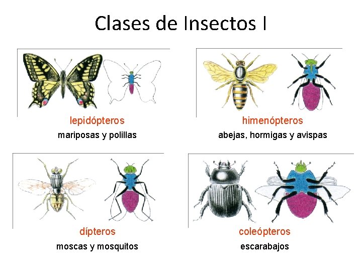 Clases de Insectos I lepidópteros himenópteros mariposas y polillas abejas, hormigas y avispas dípteros