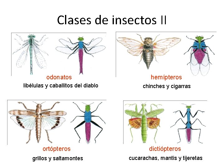 Clases de insectos II odonatos hemípteros libélulas y caballitos del diablo chinches y cigarras