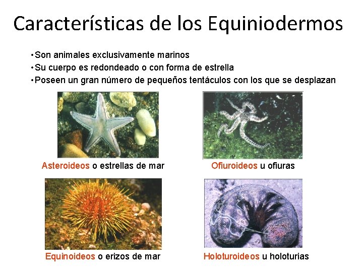Características de los Equiniodermos • Son animales exclusivamente marinos • Su cuerpo es redondeado