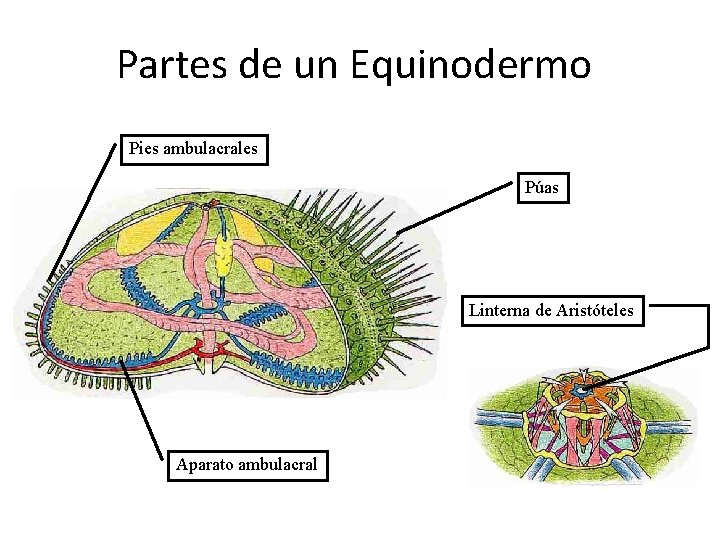 Partes de un Equinodermo Pies ambulacrales Púas Linterna de Aristóteles Aparato ambulacral 