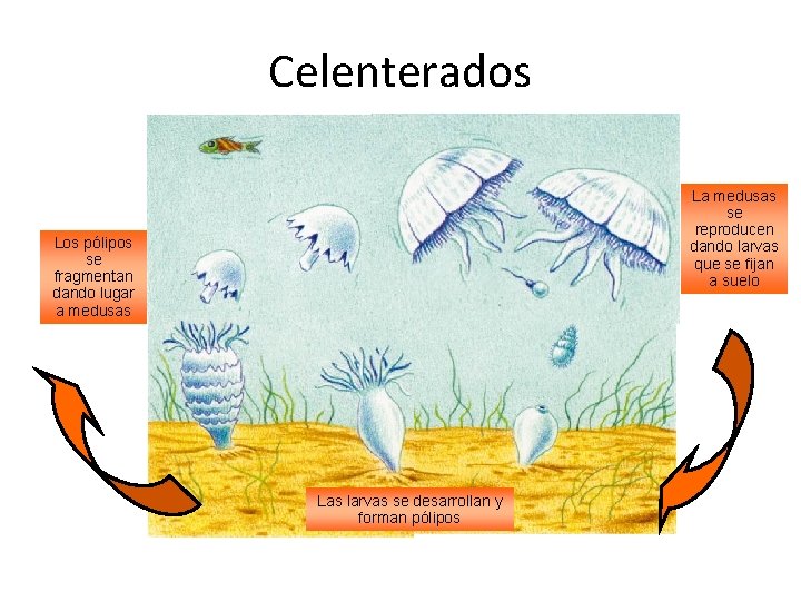 Celenterados La medusas se reproducen dando larvas que se fijan a suelo Los pólipos
