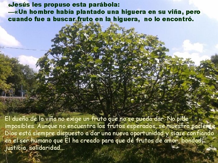 Jesús les propuso esta parábola: — «Un hombre había plantado una higuera en su