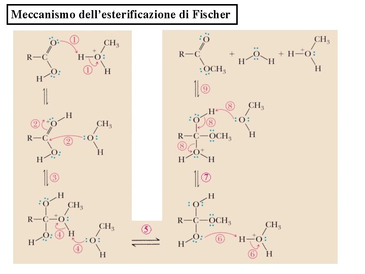 Meccanismo dell’esterificazione di Fischer 7 5 