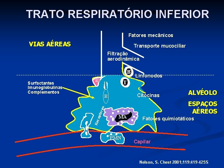 When bacteria (B) succeed in evading mechanical TRATO RESPIRATÓRIO INFERIOR Fatores mecânicos VIAS AÉREAS