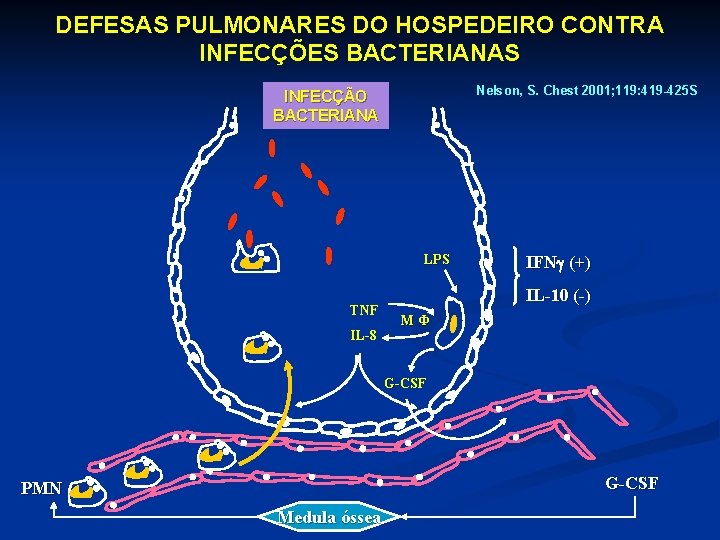 DEFESAS PULMONARES DO HOSPEDEIRO CONTRA INFECÇÕES BACTERIANAS Nelson, S. Chest 2001; 119: 419 -425