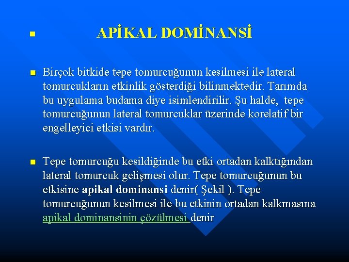 n APİKAL DOMİNANSİ n Birçok bitkide tepe tomurcuğunun kesilmesi ile lateral tomurcukların etkinlik gösterdiği