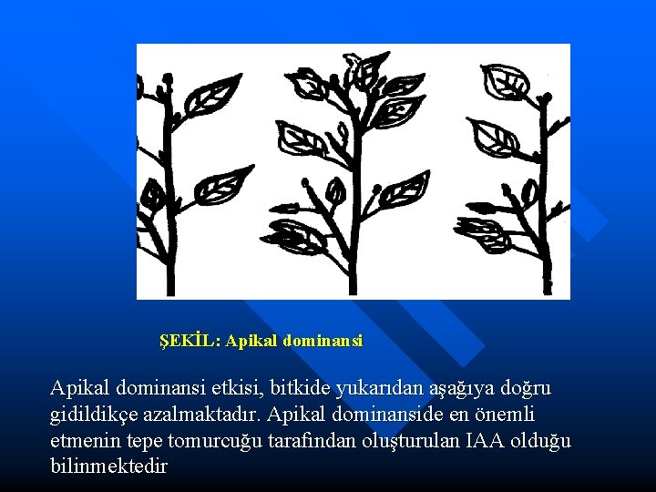 ŞEKİL: Apikal dominansi etkisi, bitkide yukarıdan aşağıya doğru gidildikçe azalmaktadır. Apikal dominanside en önemli