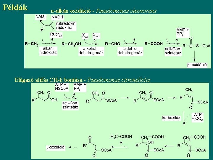 Példák n-alkán oxidáxió - Pseudomonas oleovorans Elágazó alifás CH-k bontása - Pseudomonas citronellolis 