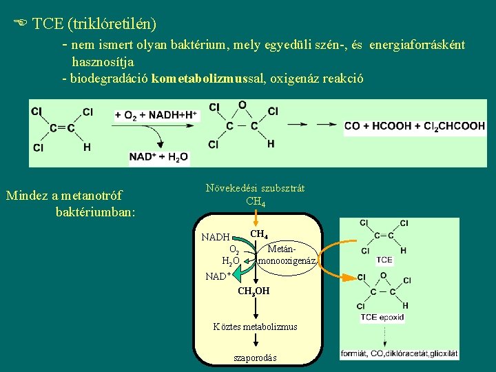  TCE (triklóretilén) - nem ismert olyan baktérium, mely egyedüli szén-, és energiaforrásként hasznosítja