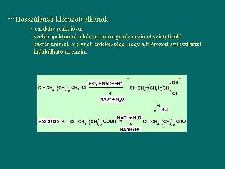  Hosszúláncú klórozott alkánok - oxidatív reakcióval - széles spektrumú alkán monooxigenáz enzimet szintetizáló