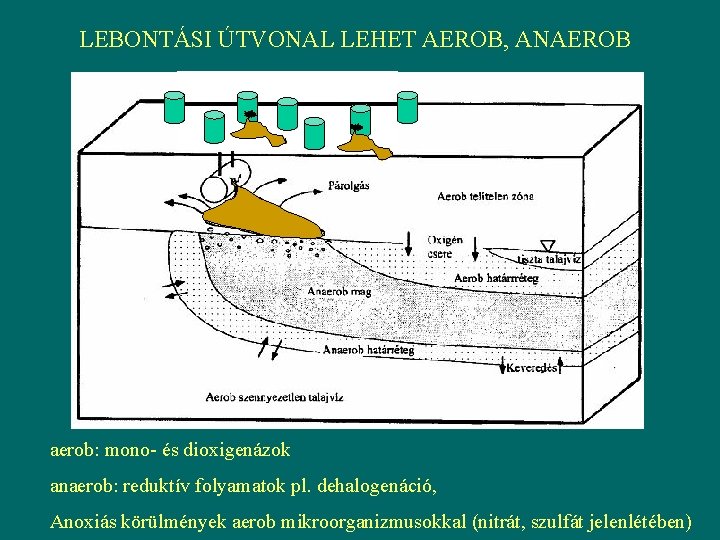 LEBONTÁSI ÚTVONAL LEHET AEROB, ANAEROB aerob: mono- és dioxigenázok anaerob: reduktív folyamatok pl. dehalogenáció,