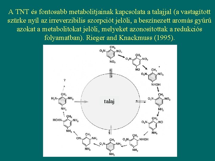 A TNT és fontosabb metabolitjainak kapcsolata a talajjal (a vastagított szürke nyíl az irreverzibilis