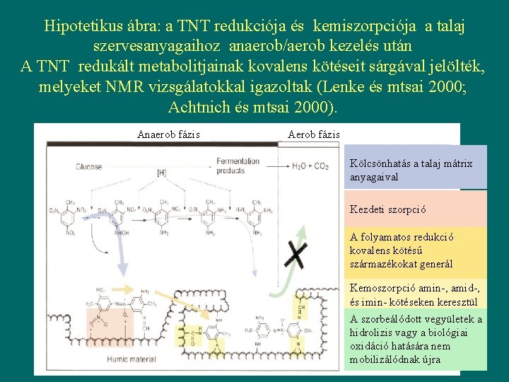 Hipotetikus ábra: a TNT redukciója és kemiszorpciója a talaj szervesanyagaihoz anaerob/aerob kezelés után A