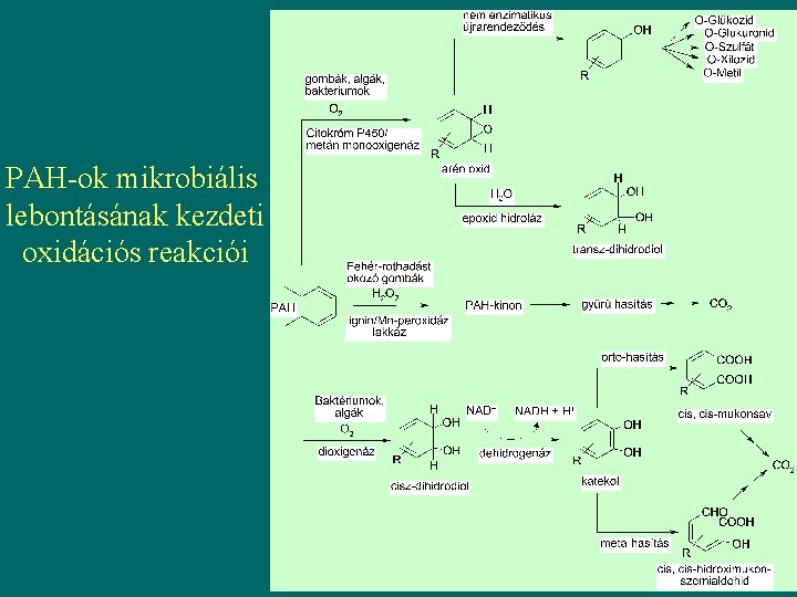 PAH-ok mikrobiális lebontásának kezdeti oxidációs reakciói 