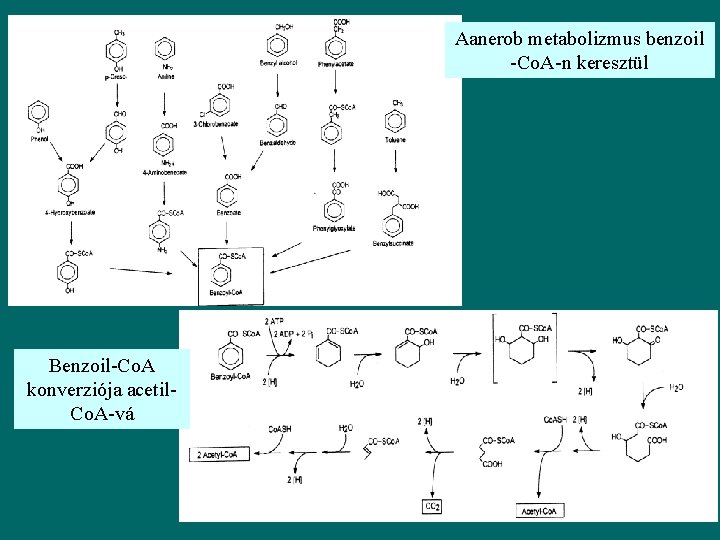 Aanerob metabolizmus benzoil -Co. A-n keresztül Benzoil-Co. A konverziója acetil. Co. A-vá 