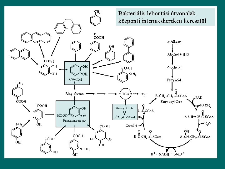 Bakteriális lebontási útvonalak központi intermediereken keresztül 