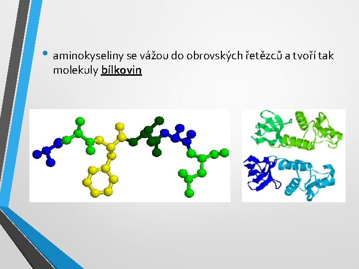  • aminokyseliny se vážou do obrovských řetězců a tvoří tak molekuly bílkovin 