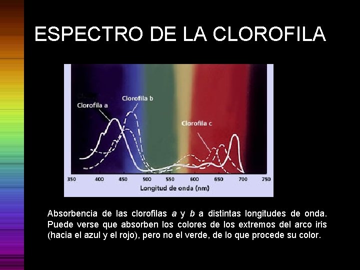 ESPECTRO DE LA CLOROFILA Absorbencia de las clorofilas a y b a distintas longitudes