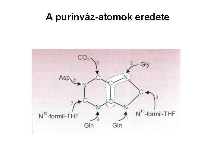 A purinváz-atomok eredete 