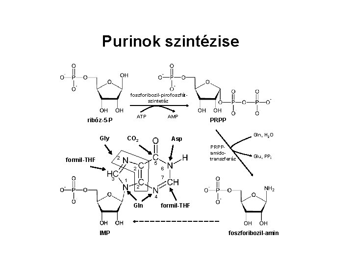 Purinok szintézise foszforibozil-pirofoszfátszintetáz ATP ribóz-5 -P Gly AMP CO 2 5 2 3 Gln,