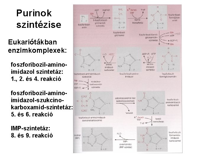 Purinok szintézise Eukariótákban enzimkomplexek: foszforibozil-aminoimidazol szintetáz: 1. , 2. és 4. reakció foszforibozil-aminoimidazol-szukcinokarboxamid-szintetáz: 5.