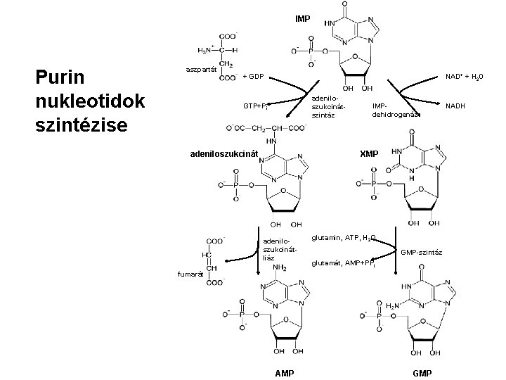 IMP Purin nukleotidok szintézise aszpartát + GDP NAD+ + H 20 adeniloszukcinátszintáz GTP+Pi adeniloszukcinát