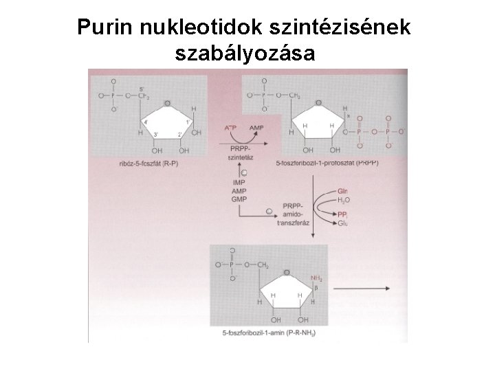 Purin nukleotidok szintézisének szabályozása 