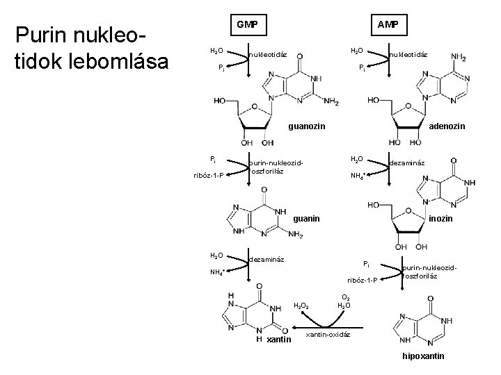 Purin nukleotidok lebomlása GMP H 2 O AMP H 2 O nukleotidáz Pi guanozin