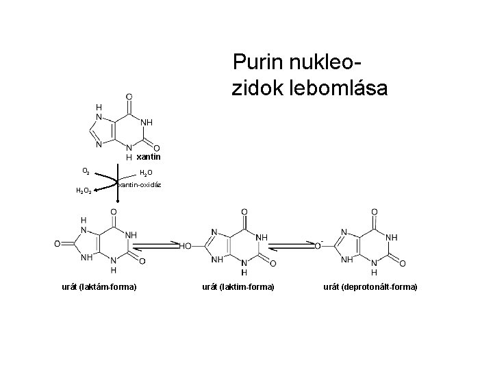 Purin nukleozidok lebomlása xantin O 2 H 2 O xantin-oxidáz urát (laktám-forma) urát (laktim-forma)