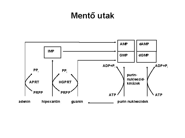 Mentő utak AMP d. AMP GMP d. GMP IMP ADP+Pi PPi PRPP adenin purinnukleozidkinázok