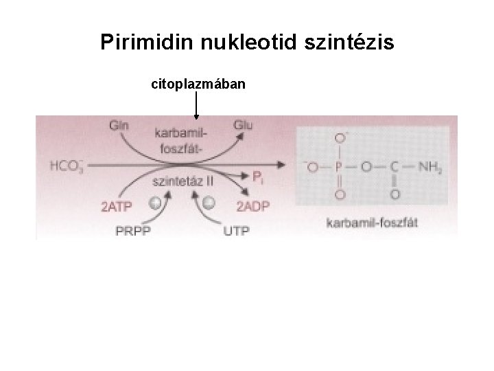 Pirimidin nukleotid szintézis citoplazmában 