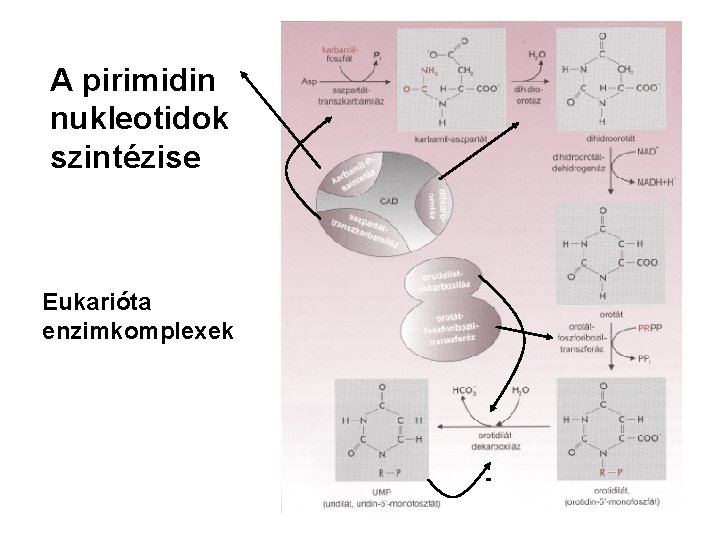 A pirimidin nukleotidok szintézise Eukarióta enzimkomplexek - 