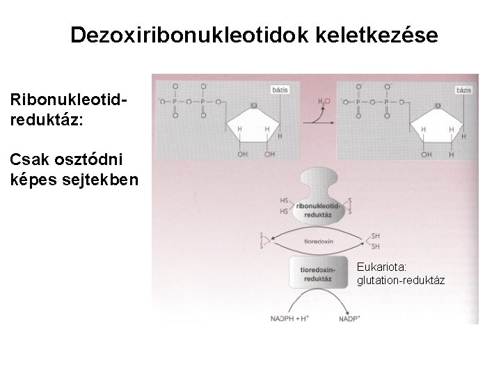 Dezoxiribonukleotidok keletkezése Ribonukleotidreduktáz: Csak osztódni képes sejtekben Eukariota: glutation-reduktáz 