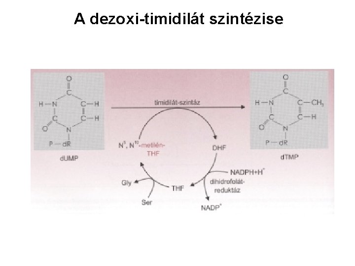 A dezoxi-timidilát szintézise 