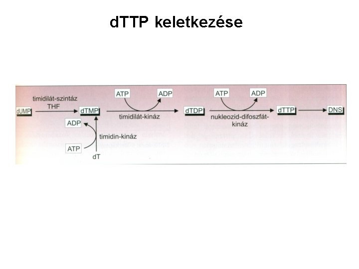 d. TTP keletkezése 