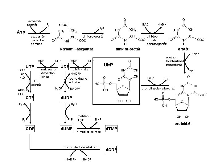 karbamilfoszfát Pi NAD+ NADH H 20 Asp aszpartáttranszkarbamiláz dihidroorotátdehidrogenáz dihidro-orotáz karbamil-aszpartát dihidro-orotát PRPP ADP