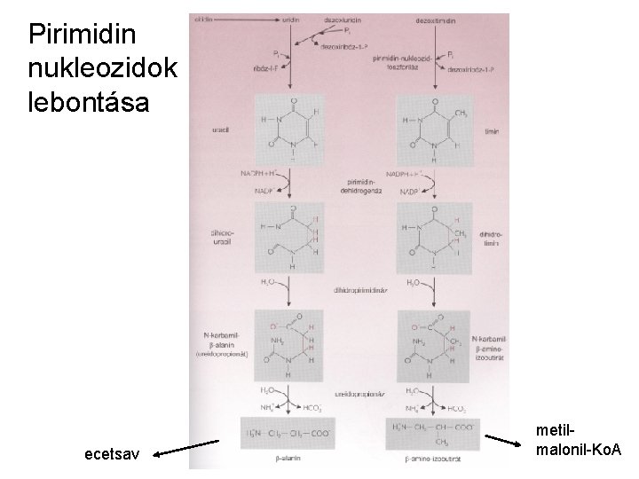 Pirimidin nukleozidok lebontása ecetsav metilmalonil-Ko. A 