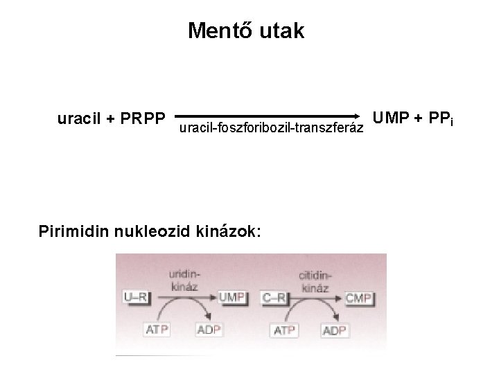Mentő utak uracil + PRPP uracil-foszforibozil-transzferáz UMP + PPi Pirimidin nukleozid kinázok: 